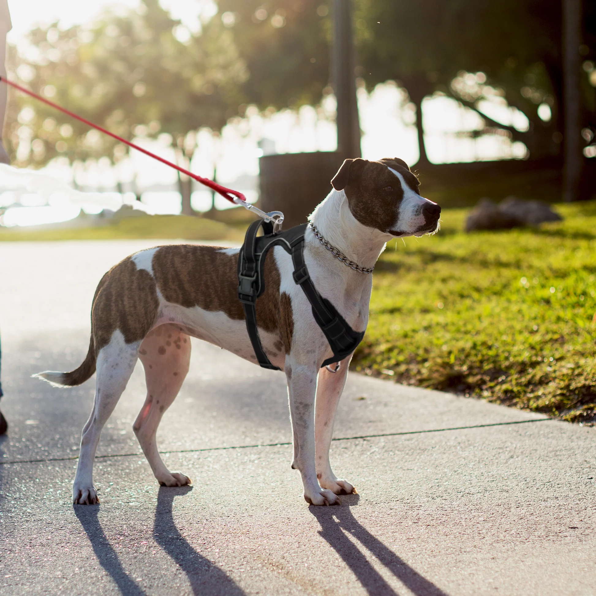 Mejor arnés de perro reflectante